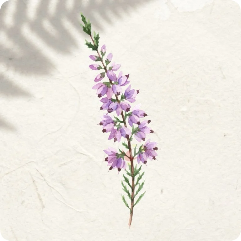Free Purple Scottish Heather PNG | Watercolor Wildflower Clipart — Scottish Botanical Clipart | Thistle & Heather PNG watercolor clipart
