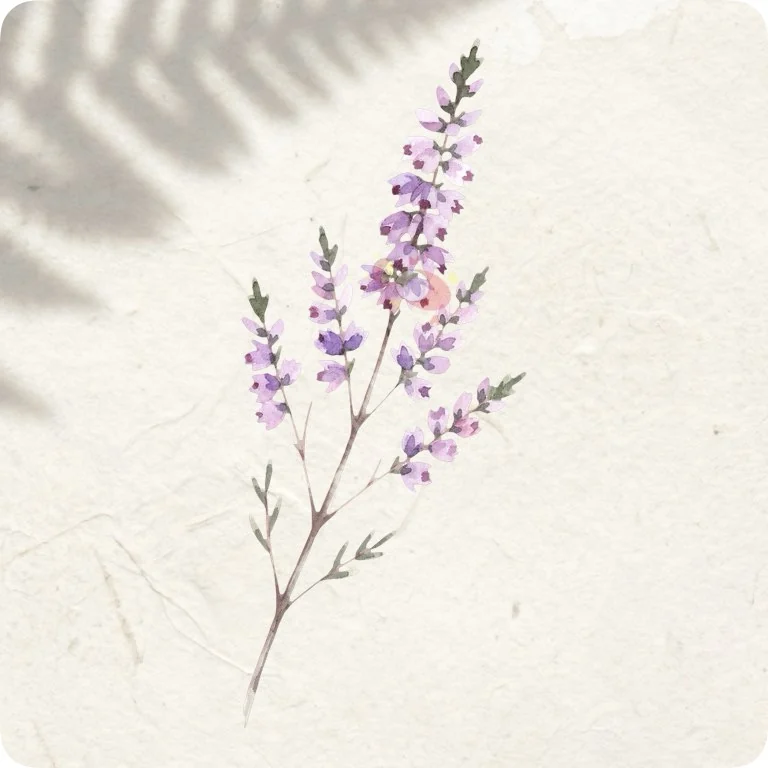 Free Wild Purple Heather PNG | Scottish Floral Digital Download — Scottish Botanical Clipart | Thistle & Heather PNG watercolor clipart