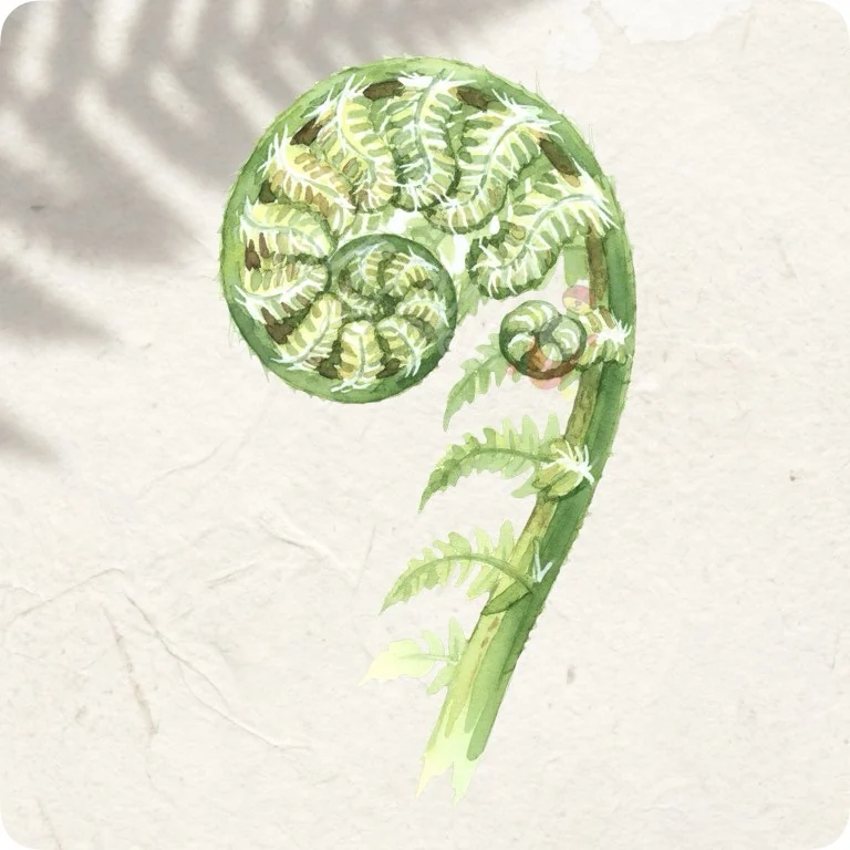 Free Green Fern Fiddlehead PNG | Scottish Botanical Clipart — Scottish Botanical Clipart | Thistle & Heather PNG watercolor clipart