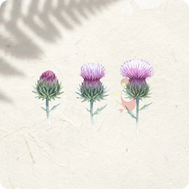 Free Thistle Bloom Stages PNG | Scottish Wildflower Botanical Art — Scottish Botanical Clipart | Thistle & Heather PNG watercolor clipart